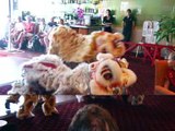 Chinese New Year Lion Dance @ Wollongong, NSW Australia