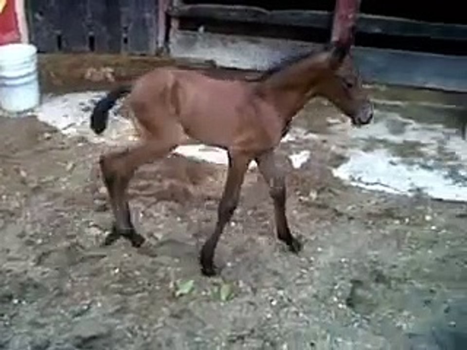 SAREMA