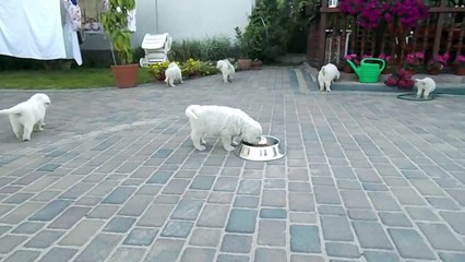 Kennel-Krajeska-Nadzieja-FCI,-karmienie-i-za