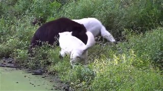 Big animal fights   natures heavyweights face off!