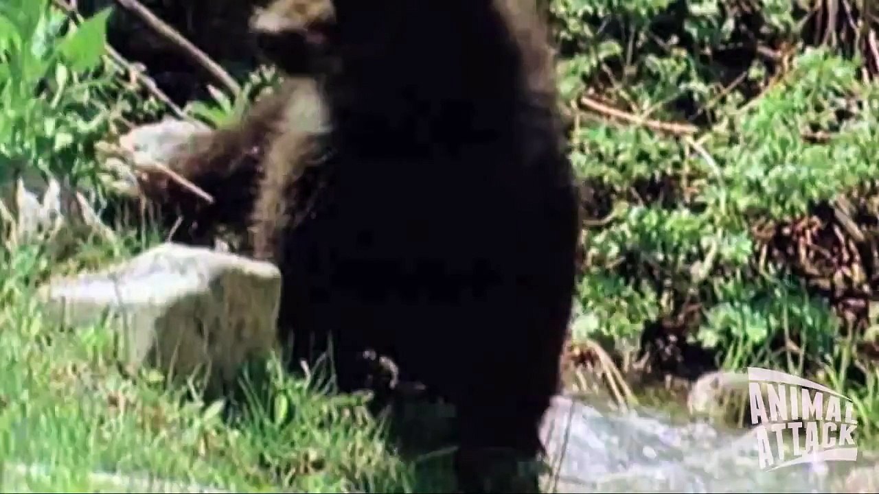 Lion vs Bear Fight   Animal Face Off1