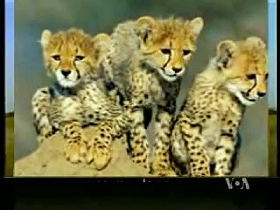 Iranian Tiger - یوز پلنگ ایرانی