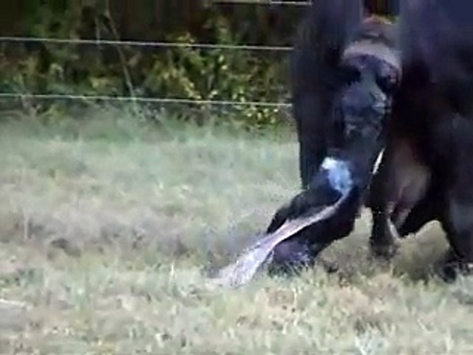 Cow Calving 1