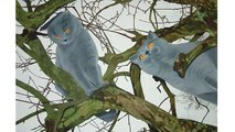 British Blue Cats - All Breeds Of Cats