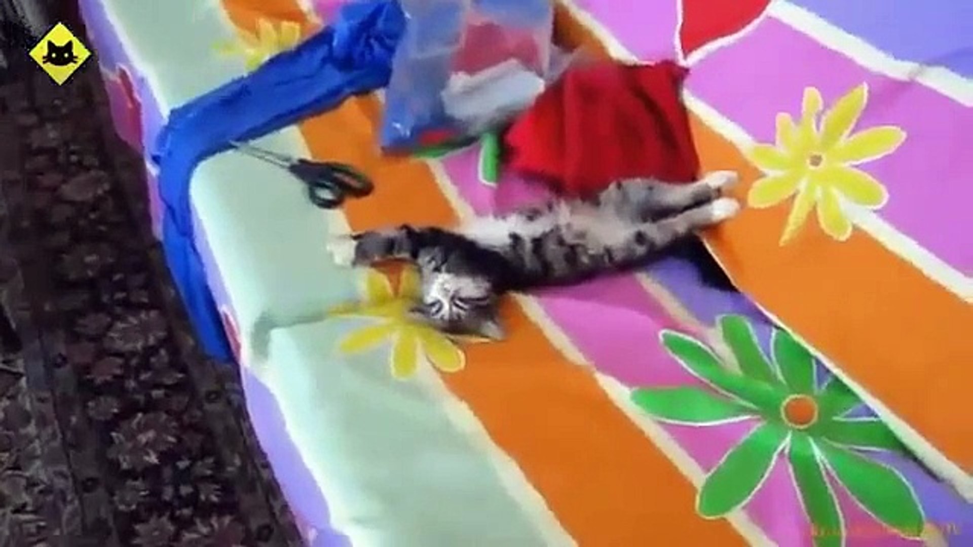 Funny Cats - Funny Cat Videos - Funny Animals - Funny Fails - Funny Cats Sleeping 2015