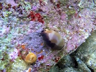 Ciprea mediterranea-Luria lurida