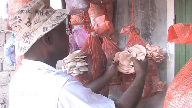 Congo : chez cet ingénieur, les champignons poussent dans des sacs