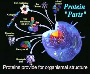 Bruce Lipton - Biology of Perception 2 of 7