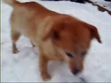 2 Dogs and a Rabbit playing in the SNOW