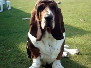 mad bassets !!