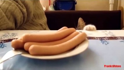 Веселые и смешные коты с нами