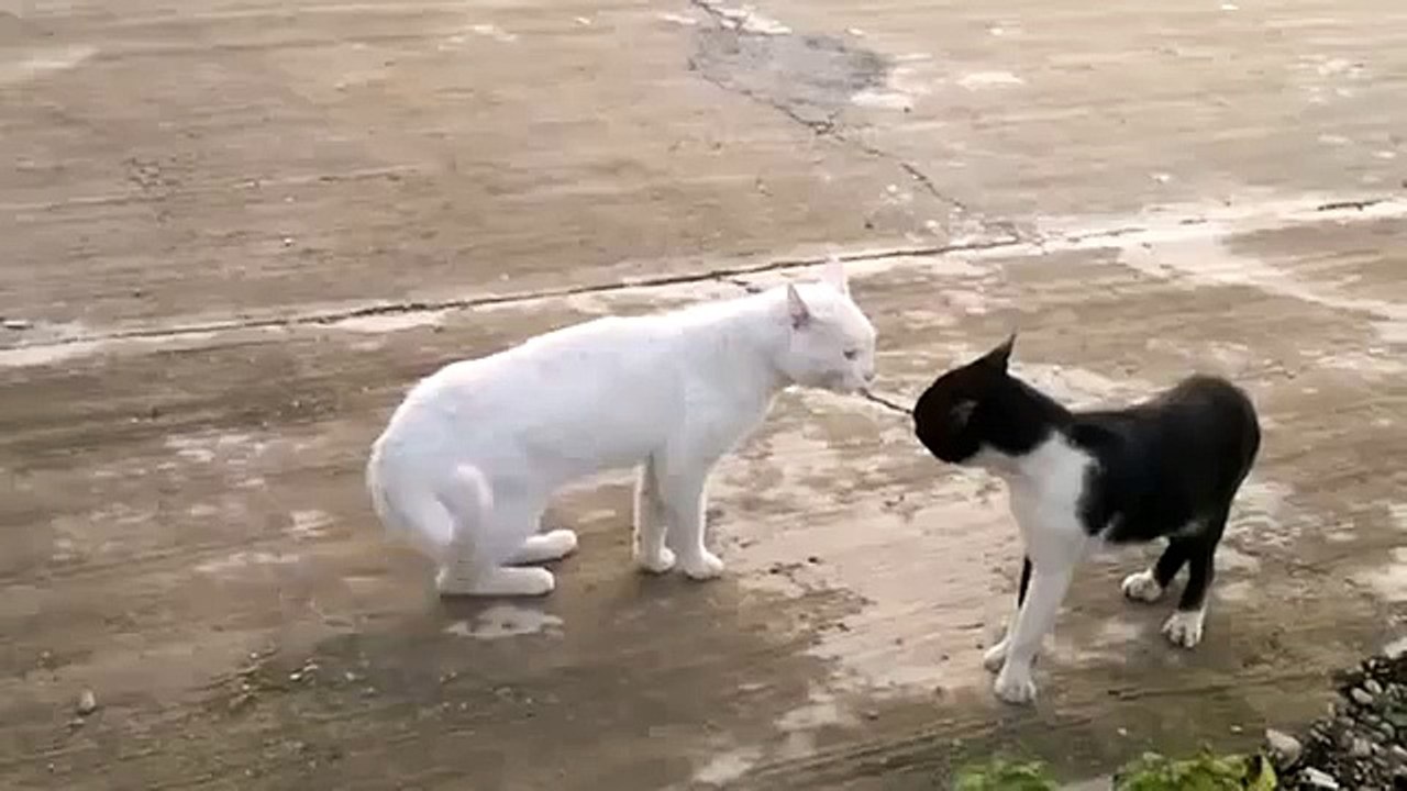 Cat In Awesome Kung Fu Style During Fighting
