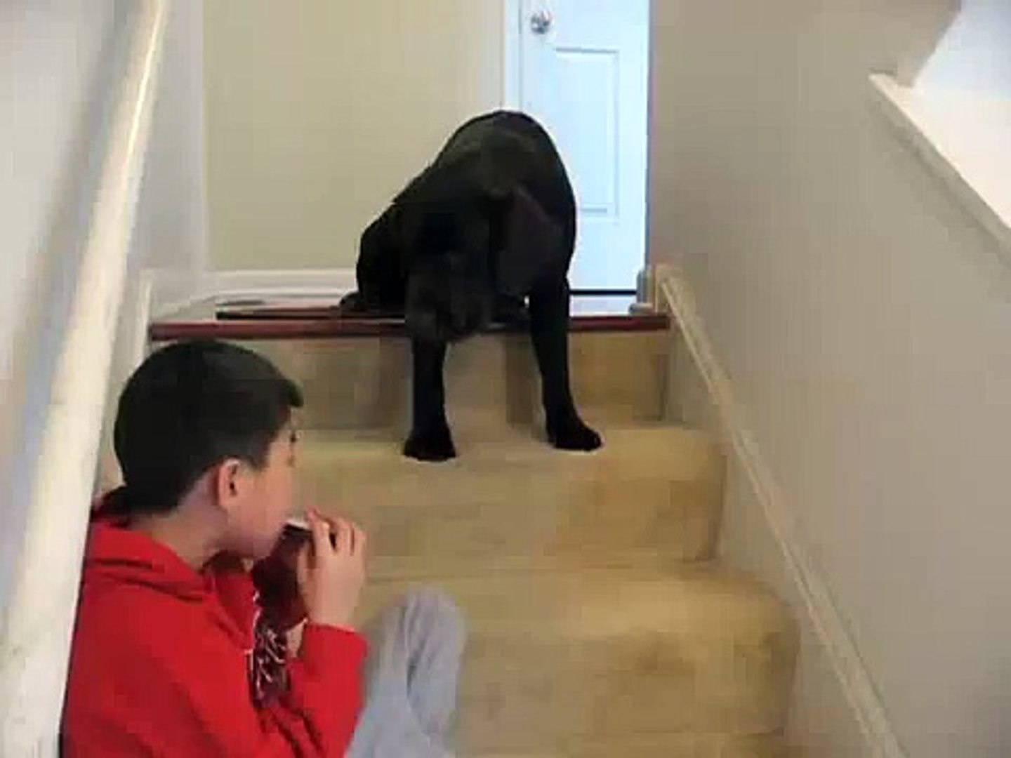 Singing Labrador Retriever
