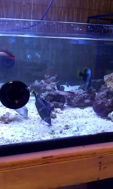 Super Rare Wrought Iron Butterfly Fish