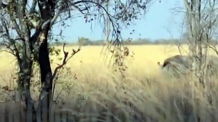 Lion vs Rhino Real Fighting ★ [ LION ]