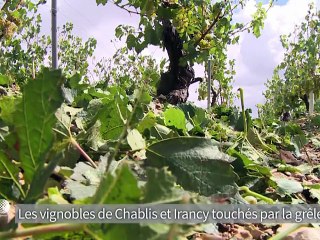 Après la grêle, vendanger vite pour "sauver la récolte" de Chablis à Irancy