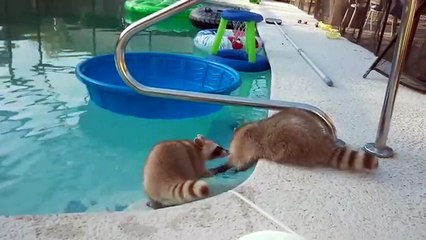 Raccoon swims in pool