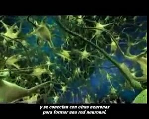 Plasticidad neuronal