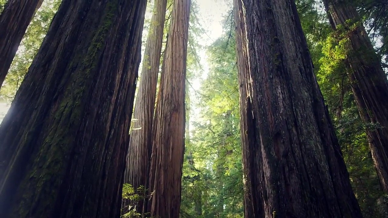 The Forest - Salomon Running TV S4 E05