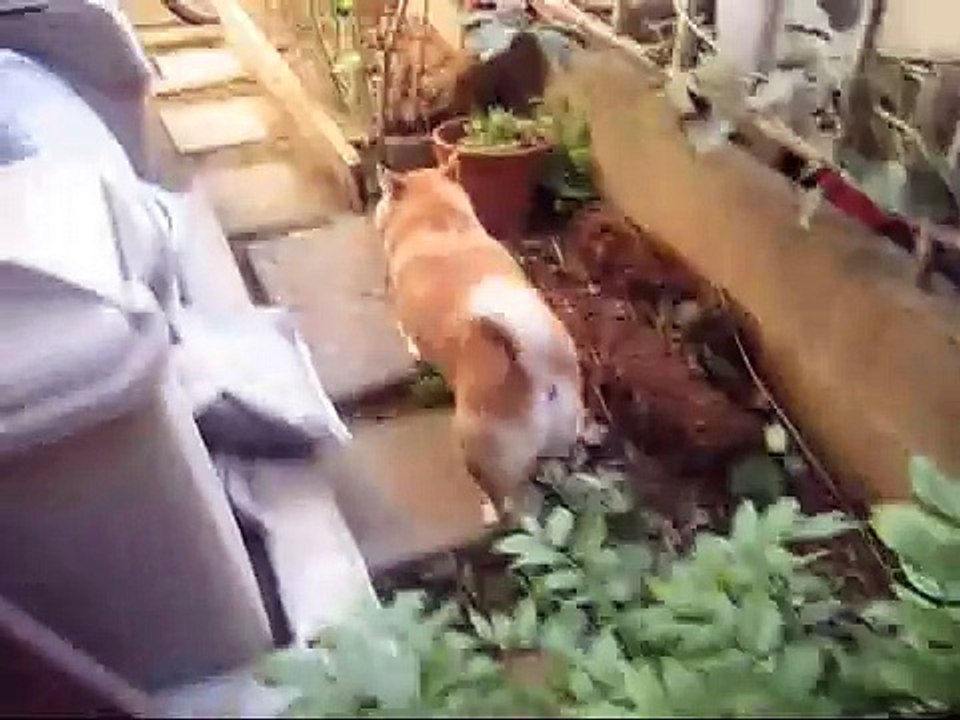 水浴び