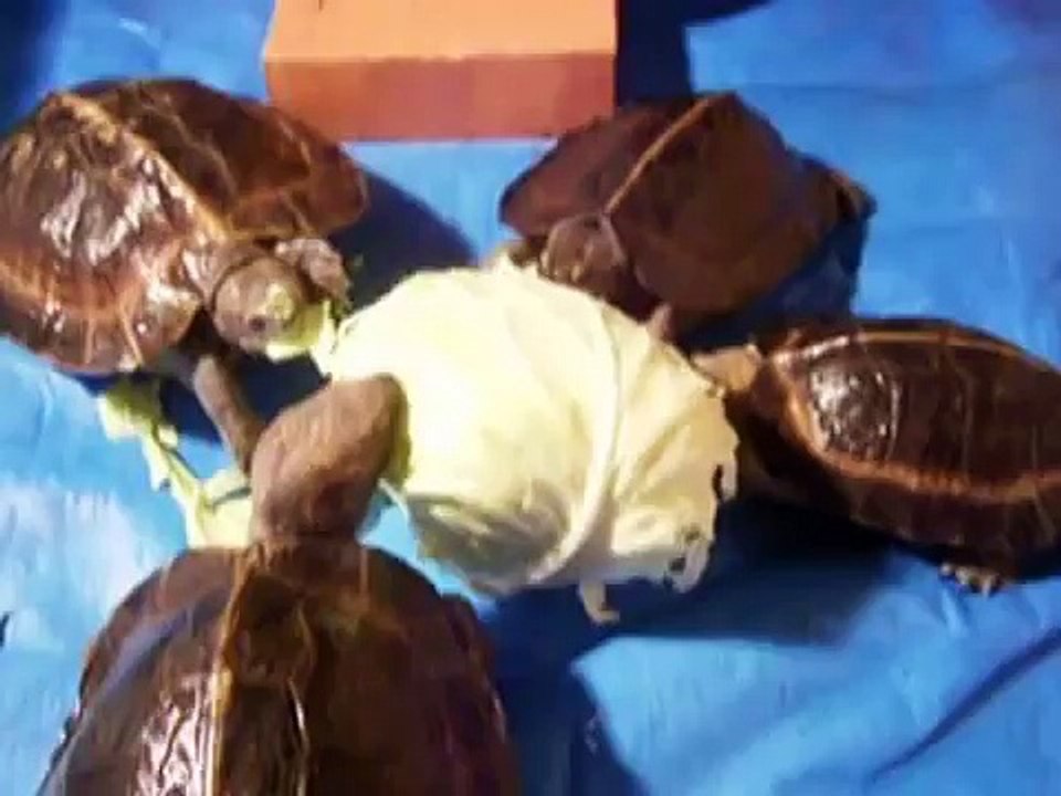 turtle 亀人の場　動物愛護週間のオオヤマガメへの大サービス　大食い