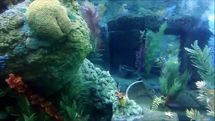 Finding Nemo Submarine Voyage Disneyland, California