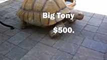 Big Tony For Sale - 95 lb Male Sulcata Tortoise - San Diego County