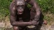 These Hairless Chimpanzee looks like human amazing and incredible look,infoprovider