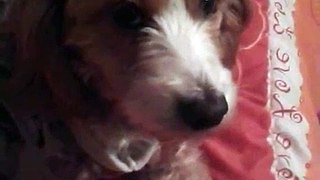 sonido de perro aullando - sonido de animales