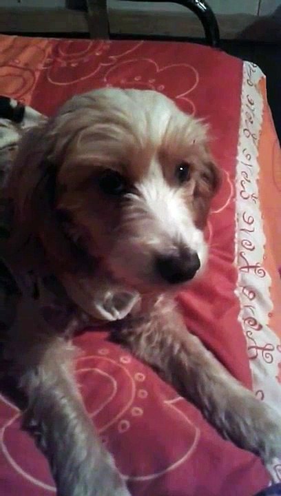 sonido de perro aullando - sonido de animales