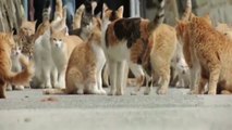 island of cats in japan,many visitorcomes to watch these cats,infoprovider