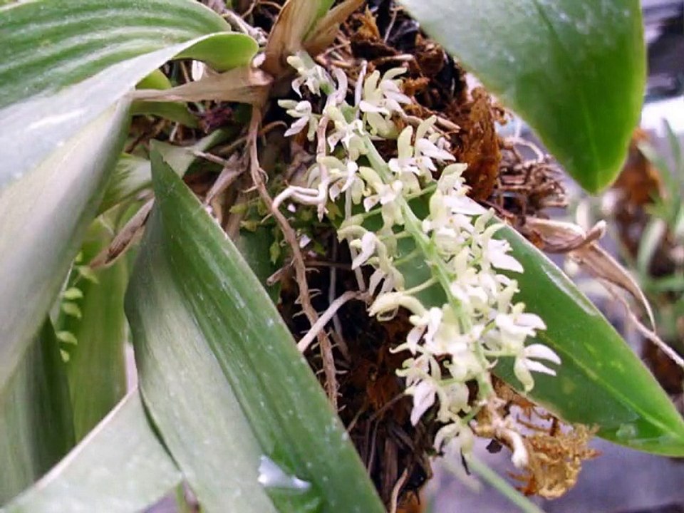 ORQUIDEAS DE MAVIPOL 03