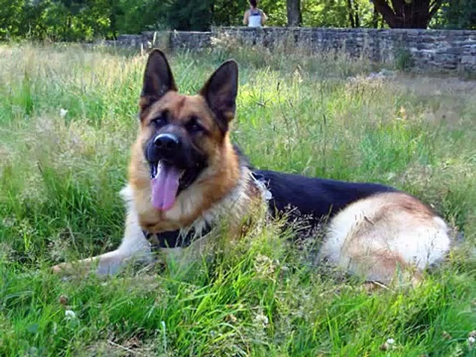 German Shepherd - Cooper, souvenirs de balades ! (2006/2007)