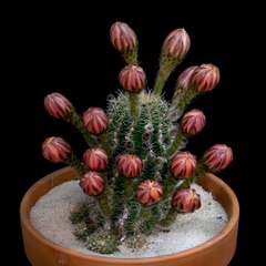 cactus open 1