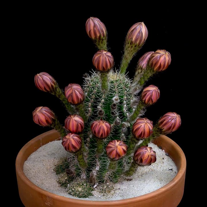 cactus open 1
