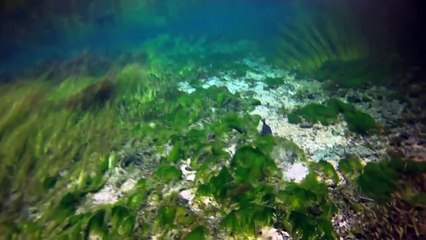 Ginnie Springs Florida