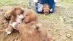 lhasa apso puppies by Daisy and Chinnamon