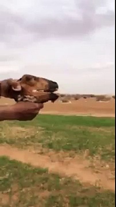 حشييش صنف فاخر هههههه