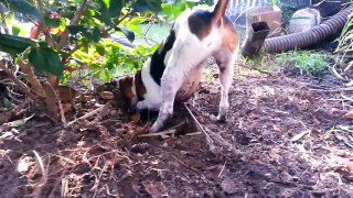 Jack Russell - Otis on the hunt for fish or moles