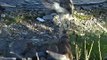 Alaskan Malamutes going for a walk to the river