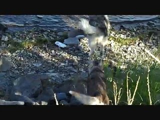 Alaskan Malamutes going for a walk to the river