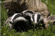 BBC Radio 4 - Farming today 1Sept15 debate continues on the badger cull