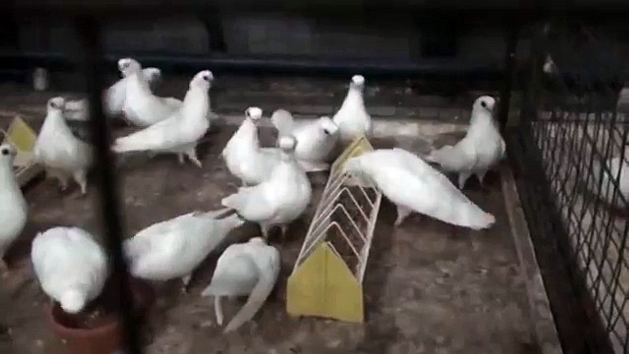 Коллекция орловских белых