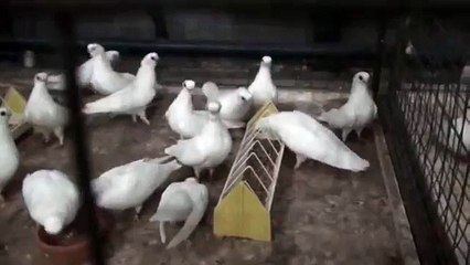 Коллекция орловских белых