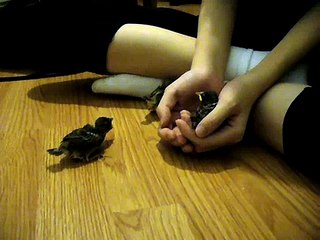 Hopping Baby Sparrows