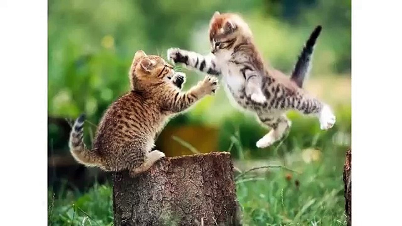 Funny Cats Pictures - All Breeds Of Cats