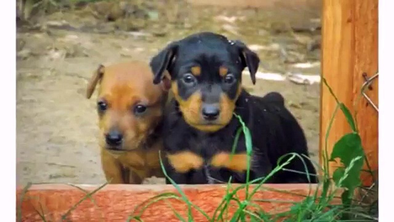 Funny Dog and Puppy Playing Vines