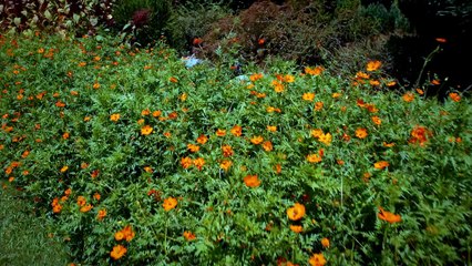 Filinta Yeni Sezon 4. Fragmanı