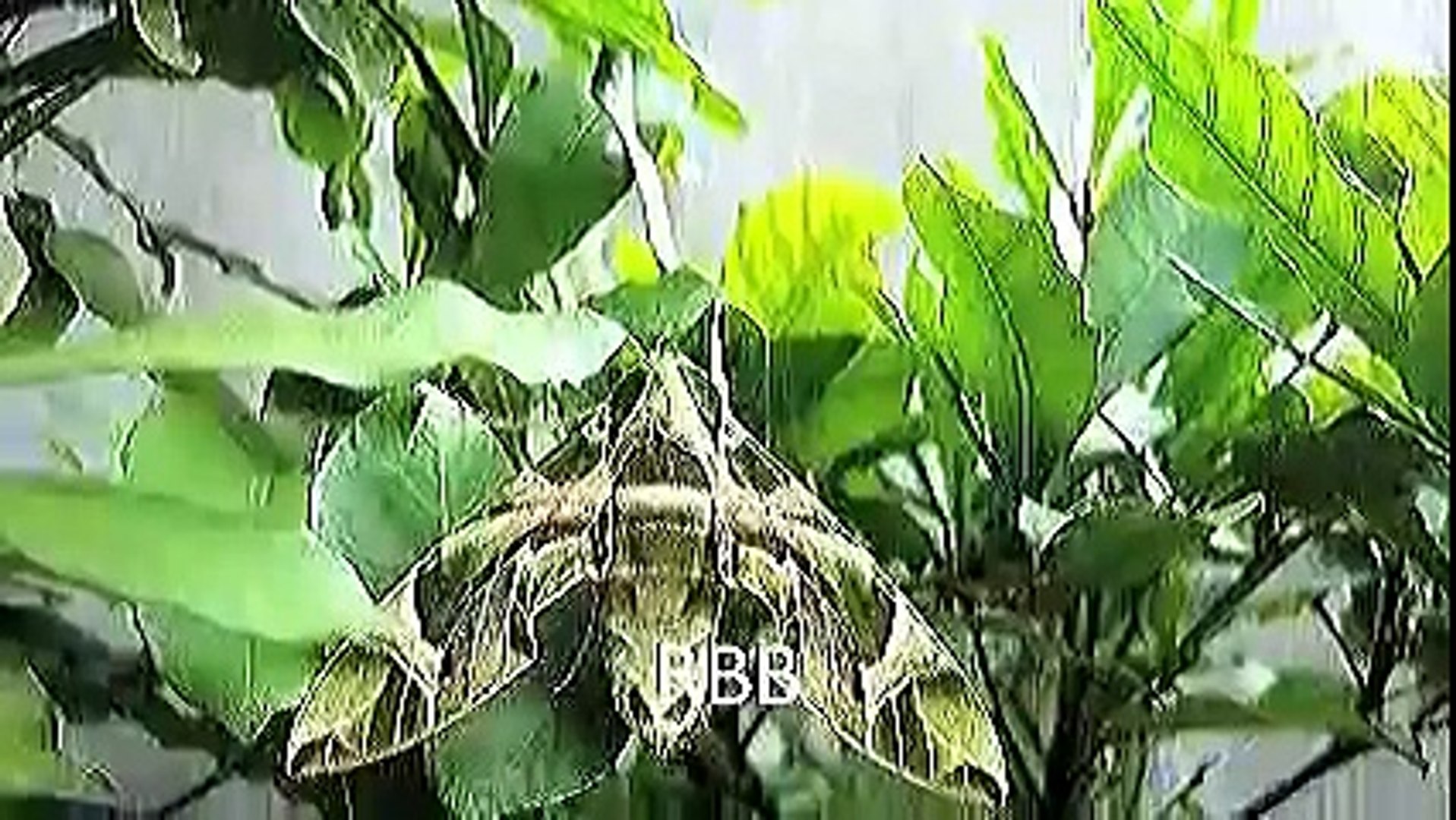 Woodland Camouflage Moth