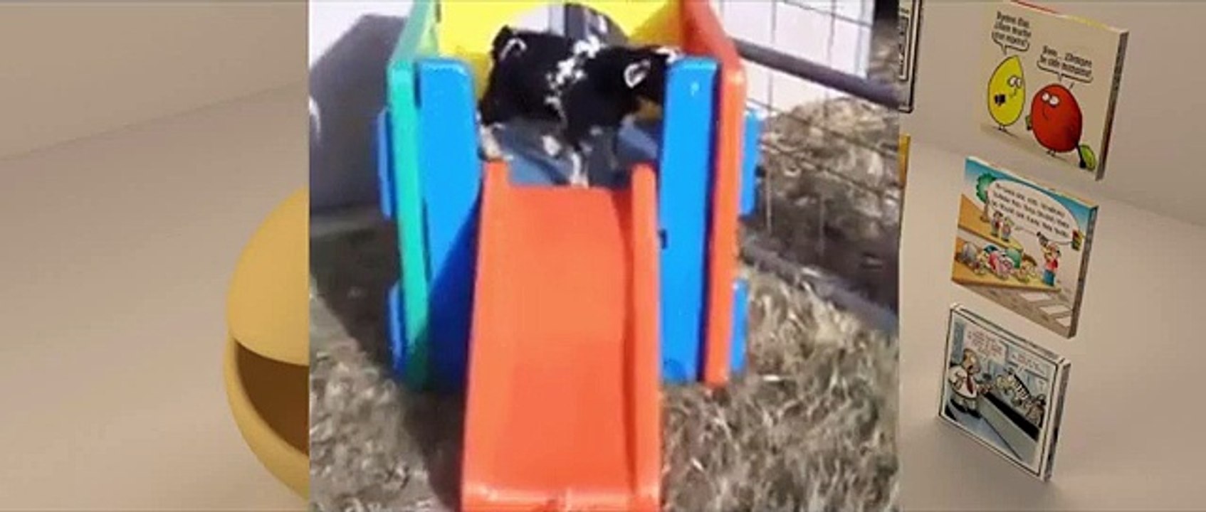 Funny animals videos, part 3